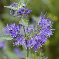 Caryopteris clandonensis Heavenly Blue