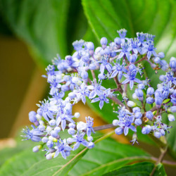 Ceanothus impressus