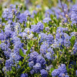 Ceanothus impressus