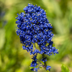 Ceanothus Concha