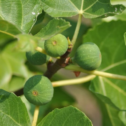 Ficus carica Gustissimo Morena