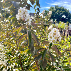 Lagerstroemia Sarah's Favorite