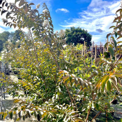 Lagerstroemia Sarah's Favorite