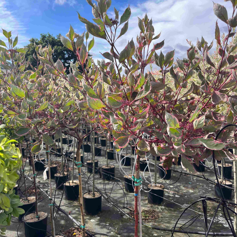 Cornus alba ‘Miracle‘ ® 'Verpaalen2' - Cornouiller blanc