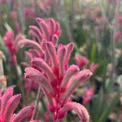 Anigozanthos flavidus Landscape Princess