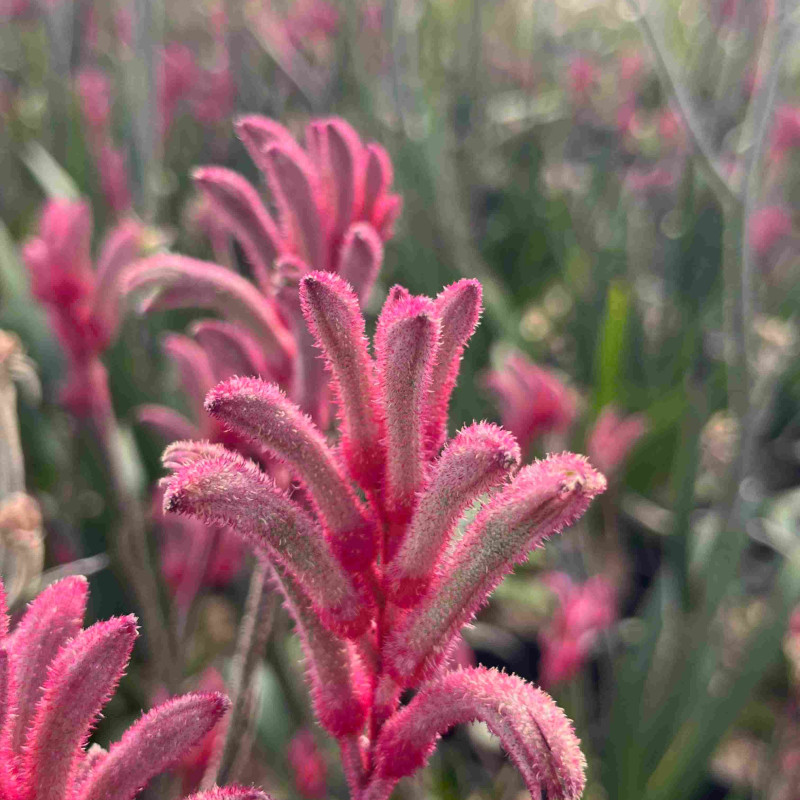 Anigozanthos flavidus Landscape Princess