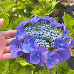 Hydrangea macrophylla Blaumeise