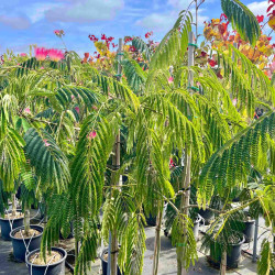 Albizia julibrissin ‘Ombrella' ® - Arbre de soie