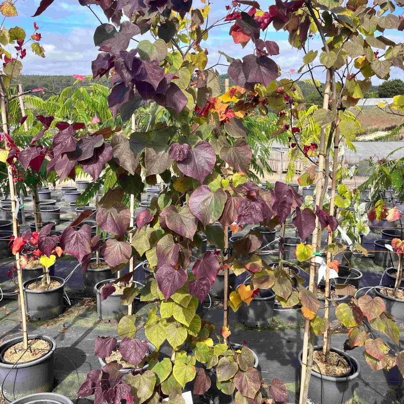 Cercis canadensis Ades of Shades