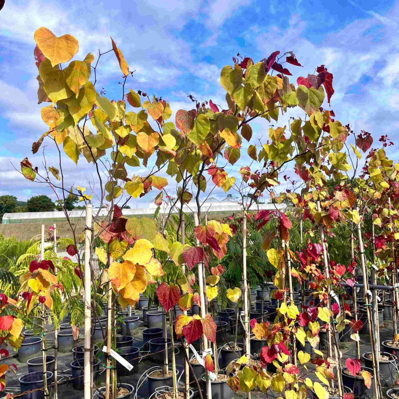 Cercis canadensis Eternal Flame