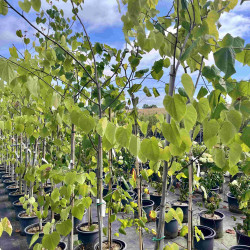 Cercis canadensis ‘Pink Pom pom's