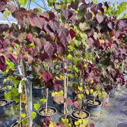 Cercis canadensis Ruby Falls