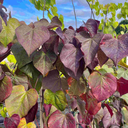 Cercis canadensis Ruby Falls