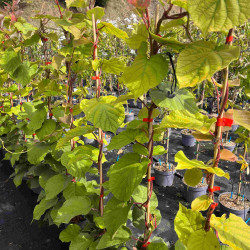 Actinidia chinensis Hayward