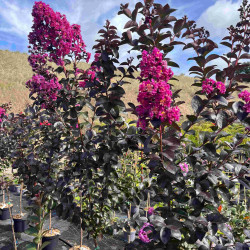 Lagerstroemia indica Rhapsody in Blue