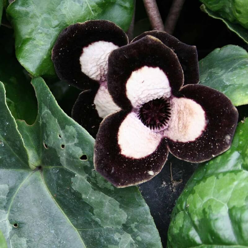 Asarum maximum Ling Ling