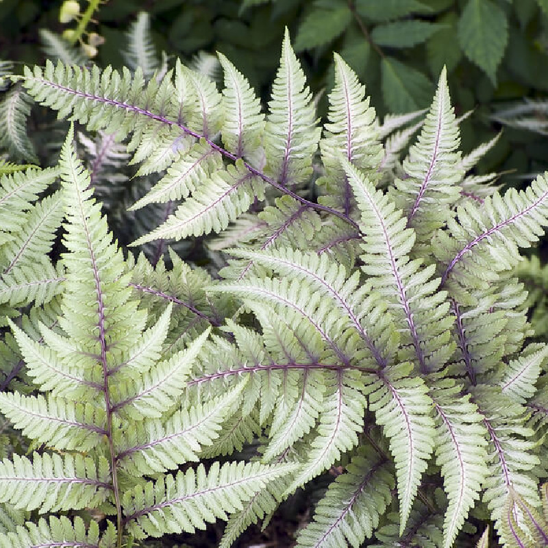 Athyrium niponicum Metallicum