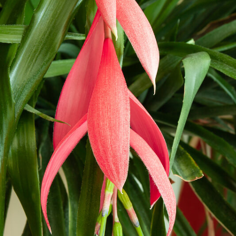 Billbergia nutans