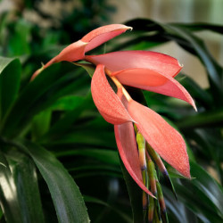 Billbergia nutans