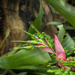 Billbergia nutans