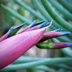 Billbergia nutans