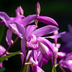 Bletilla striata - Orchidée de jardin