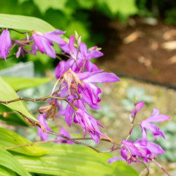 Bletilla striata