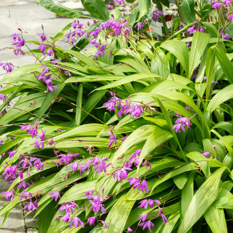 Bletilla striata