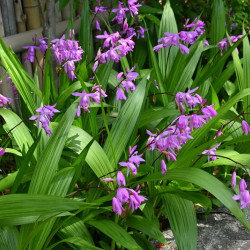 Bletilla striata