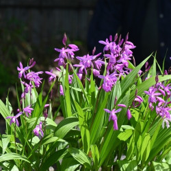 Bletilla striata