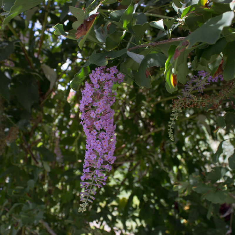 Buddleja officinalis - Arbre aux papillons officinale