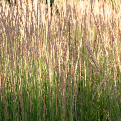 Calamagrostis acutiflora Overdam