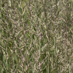 Calamagrostis acutiflora Overdam