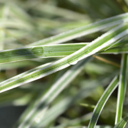 Calamagrostis acutiflora Overdam