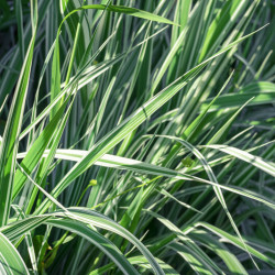 Calamagrostis acutiflora Overdam