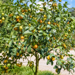 Citrus fortunella margarita