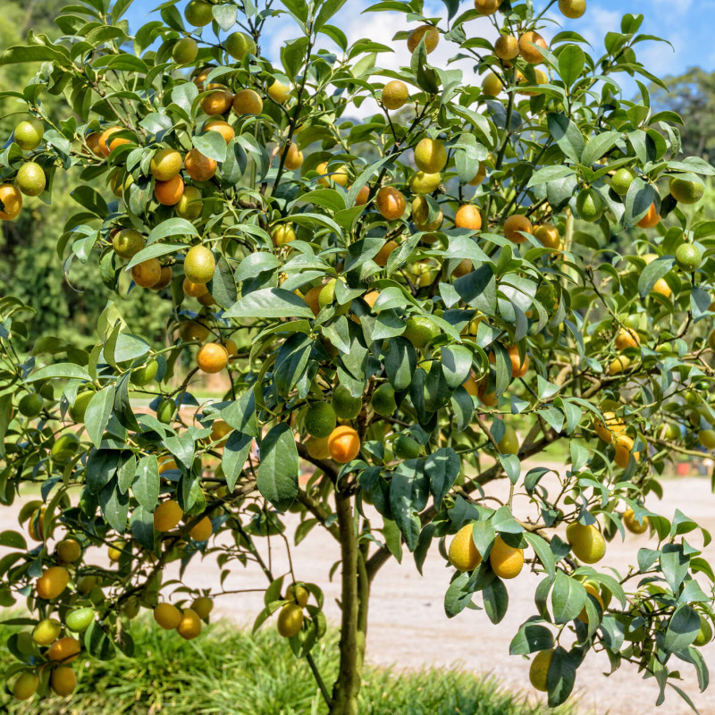 Citrus fortunella margarita