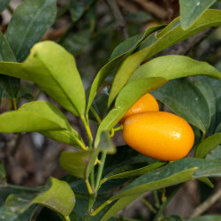 Citrus fortunella margarita