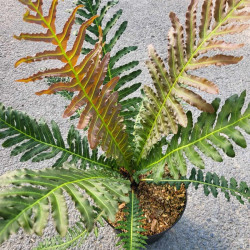 Blechnum brasiliense Volcano