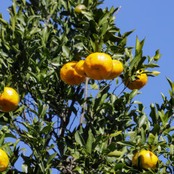 Citrus reticulata