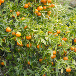 Citrus reticulata