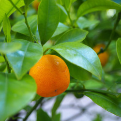 Citrus reticulata