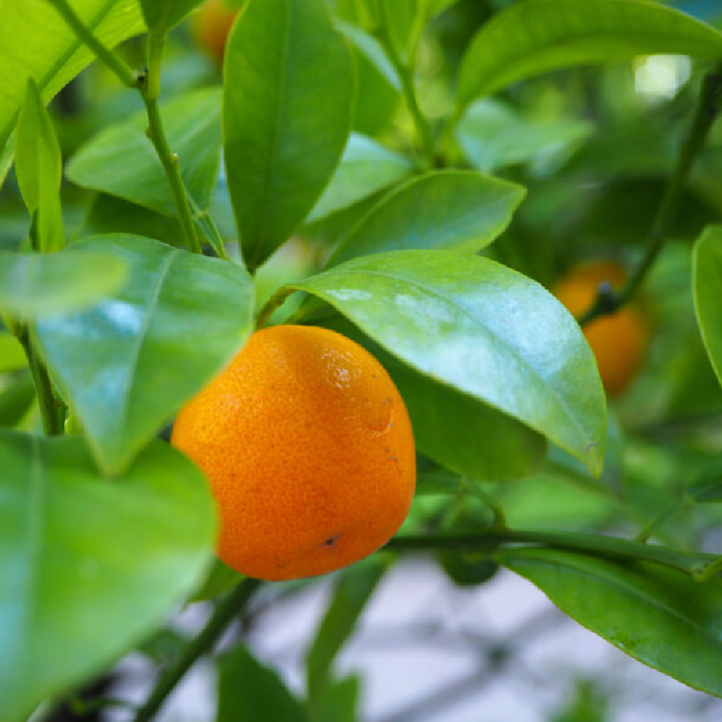 Citrus reticulata