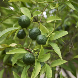 Citrus reticulata