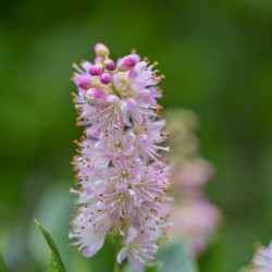 Clethra alnifolia Pink Spire