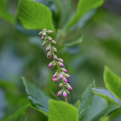 Clethra alnifolia Pink Spire