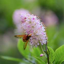 Clethra alnifolia Pink Spire