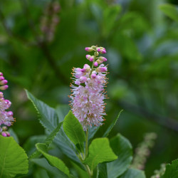 Clethra alnifolia Pink Spire