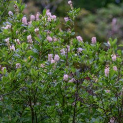 Clethra alnifolia Pink Spire