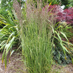 Calamagrostis acutiflora Overdam